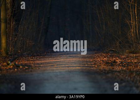 Waldweg, Sonnenlicht, Schatten Stockfoto