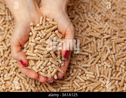 Alternative Biokraftstoffe aus Sägemehl pellets in Händen. Stockfoto