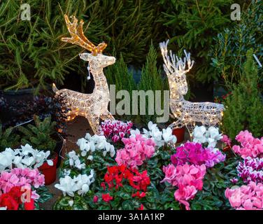 Zwei leuchtende Rentierstatuen schmücken einen weihnachtsmarkt voller farbenfroher Cyclamen-Pflanzen und kleiner Tannen Stockfoto