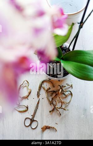 Transplantation und Pflege für Orchideen pals aenopsis zu Hause, Beschneiden der Wurzeln von Orchideen. Stockfoto
