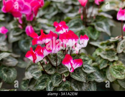 Rosa Cyclamen in einem Blumentopf auf verschwommenen Hintergrund. Soft Focus. Stockfoto