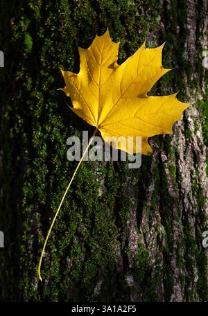 Schöne gelbe maple leaf auf Baumstamm, Herbst Konzept. Stockfoto