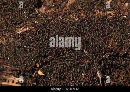 Die südlichen Hölzerameisen (Formica rufa) erwachen mit dem Frühling aus dem Winterschlaf. Dieses riesige Nest befindet sich im New Forest Hampshire. Stockfoto