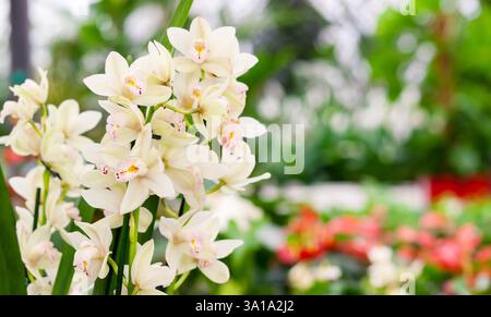 Wunderschöne tropische Orchidee im Laden, Nahaufnahme. Leerzeichen für Text. Stockfoto