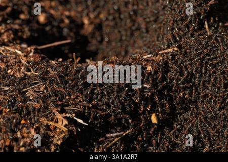 Die südlichen Hölzerameisen (Formica rufa) erwachen mit dem Frühling aus dem Winterschlaf. Dieses riesige Nest befindet sich im New Forest Hampshire. Stockfoto