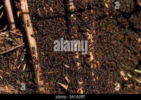 Die südlichen Hölzerameisen (Formica rufa) erwachen mit dem Frühling aus dem Winterschlaf. Dieses riesige Nest befindet sich im New Forest Hampshire. Stockfoto