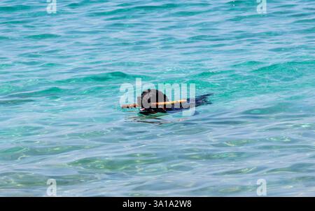 Hund spielt mit Stick in das Meer. Stockfoto