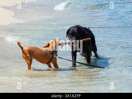 Zwei Hunde spielen Tauziehen mit Stick am Strand. Stockfoto