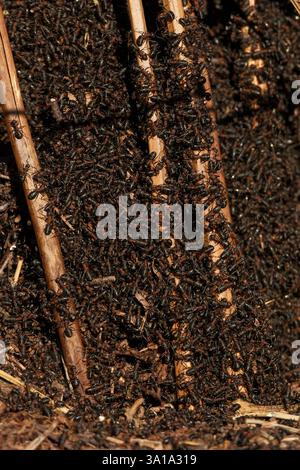 Die südlichen Hölzerameisen (Formica rufa) erwachen mit dem Frühling aus dem Winterschlaf. Dieses riesige Nest befindet sich im New Forest Hampshire. Stockfoto