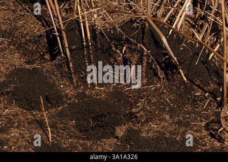 Die südlichen Hölzerameisen (Formica rufa) erwachen mit dem Frühling aus dem Winterschlaf. Dieses riesige Nest befindet sich im New Forest Hampshire. Stockfoto