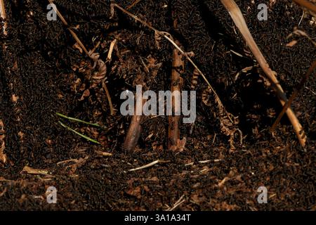 Die südlichen Hölzerameisen (Formica rufa) erwachen mit dem Frühling aus dem Winterschlaf. Dieses riesige Nest befindet sich im New Forest Hampshire. Stockfoto