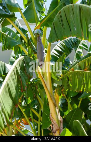 Bananenbaum mit einem großen Strang grüner Bananen, umgeben von großen grünen Blättern Stockfoto