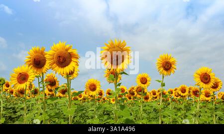 Sonnenblumenfeld in voller Frühlingsblüte mit Bienenbestäubung. Stockfoto