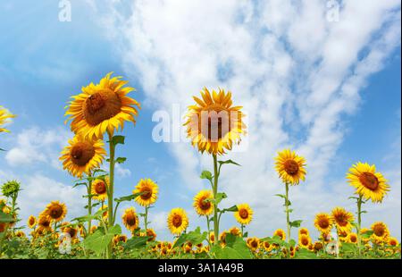Sonnenblumenfeld in voller Frühlingsblüte mit Bienenbestäubung. Stockfoto