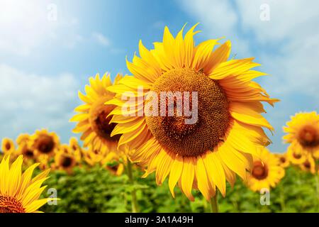 Nahaufnahme einer großen Sonnenblume im Frühling. Stockfoto