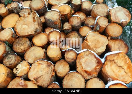 Holzscheite, die in den Bergen unter dem Schnee geschnitten und gestapelt wurden. Stockfoto