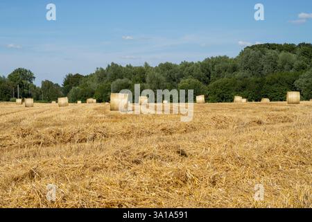 Deutschland, Nordrhein-Westfalen, Maisfeld, Strohballen auf dem Stoppelfeld Stockfoto