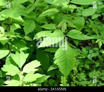 Der Giftsumak, Rhus radicans wächst als Sträucher, kann aber auch mit seinen Wurzeln klettern Stockfoto