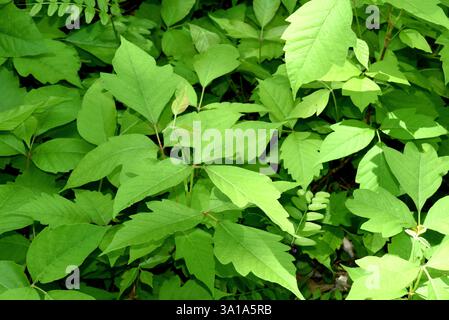 Der Giftsumak, Rhus radicans wächst als Sträucher, kann aber auch mit seinen Wurzeln klettern Stockfoto