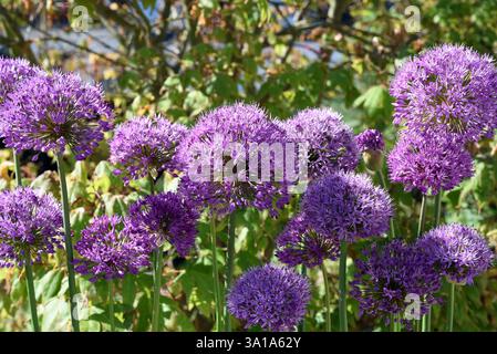 Zierlilie, Riesenlilie, Allium Giganteum ist eine wunderschöne Zierpflanze im Garten und hat lila Blumen. Stockfoto
