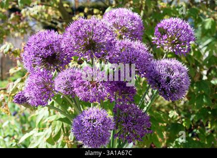 Zierlilie, Riesenlilie, Allium Giganteum ist eine wunderschöne Zierpflanze im Garten und hat lila Blumen. Stockfoto
