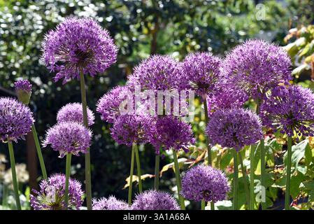 Zierlilie, Riesenlilie, Allium Giganteum ist eine wunderschöne Zierpflanze im Garten und hat lila Blumen. Stockfoto