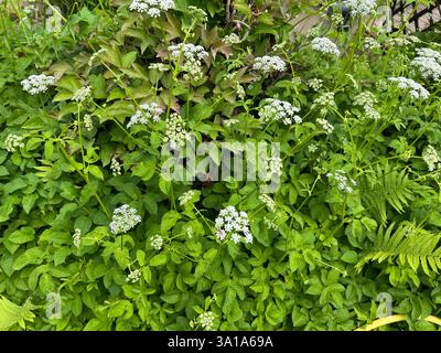 Aegopodium podagraria, gehört zu den wilden Kräutern und Wildgemüse. Es ist eine wilde Pflanze mit weißen Blüten. Es ist eine wichtige Heilpflanze. Stockfoto
