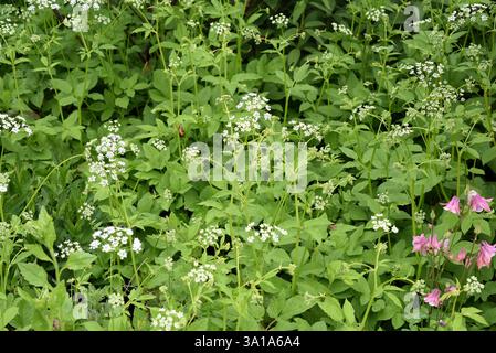Aegopodium podagraria, gehört zu den wilden Kräutern und Wildgemüse. Es ist eine wilde Pflanze mit weißen Blüten. Es ist eine wichtige Heilpflanze. Stockfoto
