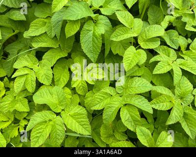 Aegopodium podagraria, gehört zu den wilden Kräutern und Wildgemüse. Es ist eine wilde Pflanze mit weißen Blüten. Es ist eine wichtige Heilpflanze. Stockfoto