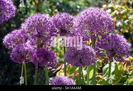 Zierlilie, Riesenlilie, Allium Giganteum ist eine wunderschöne Zierpflanze im Garten und hat lila Blumen. Stockfoto