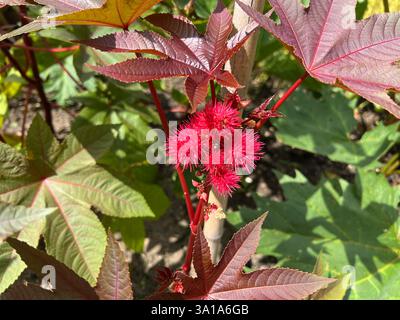 Rizinusöl, Ricinus communis, ist eine giftige und heilende Pflanze mit roten Blüten und giftigen Bohnen. Stockfoto