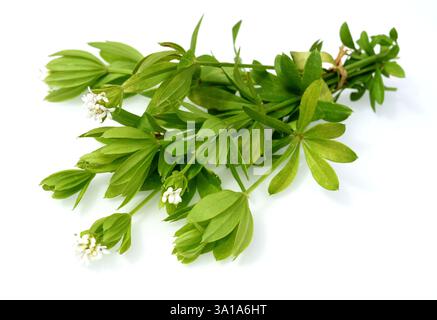 Woodruff, Galium odoratum ist eine Gewürz- und Heilpflanze Stockfoto