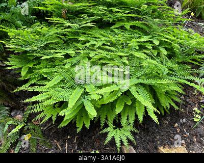 Peacock Farn oder Hufeisenfarn, Adiantum pedatum ist eine hübsche Farnart, die fast ausschließlich im Schatten wächst Stockfoto