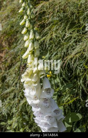 Vierfleck (Libellula quadrimaculata) auf einem weißen Fingerhandschuh (Digitalis purpurea) Stockfoto