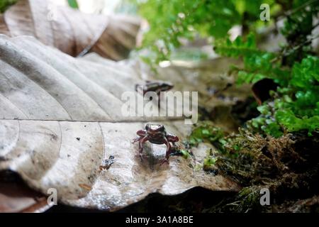 Dreigestreifter Woodcreeper (Epipedobates Tricolor) Stockfoto