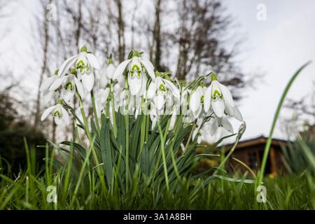 Kleiner Schneeglöckchen (Galanthus nivalis), auch bekannt als der gewöhnliche Schneeglöckchen Stockfoto