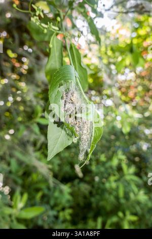 Raupen der Pfauenspinnenmotte (Yponomeuta cagnagella) auf einem gemeinsamen Spindelstrauch (Euonymus europaeus) Stockfoto