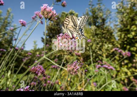Schwalbenschwanz (Papilio machaon) an einer Eisenkraut-Blume Stockfoto