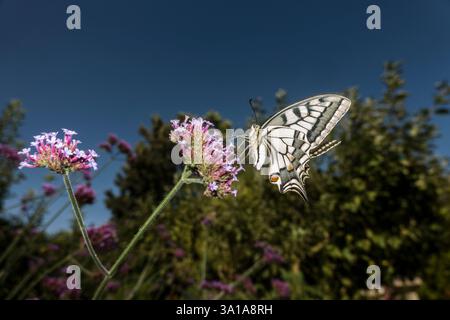 Schwalbenschwanz (Papilio machaon) an einer Eisenkraut-Blume Stockfoto