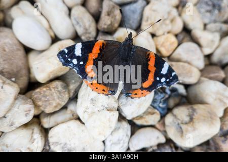 Admiral (Vanessa atalanta, Syn.: Pyrameis atalanta) sitzt mit ausgebreiteten Flügeln auf dem Boden Stockfoto