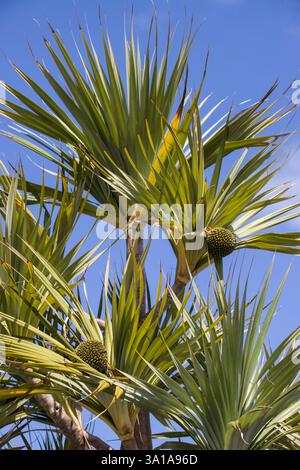 Schraubenbaum Pandanus verwendet mit Früchten, heimisch auf den Macarenas, Teneriffa, Kanarischen Inseln, Spanien, Santa Cruz von Teneriffa Stockfoto