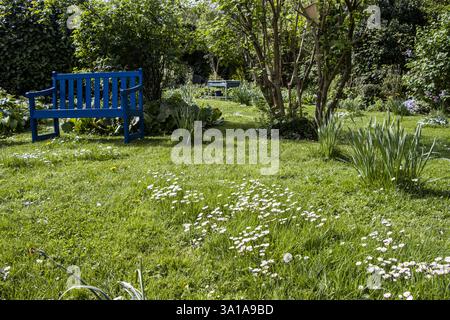 Inseln der Gänseblümchen (Bellis perennis) auf einem Rasen im Garten Stockfoto
