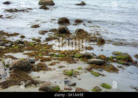 Große Steine liegen im Wasser an der Ostseeküste, mit Wellen und Algen Stockfoto