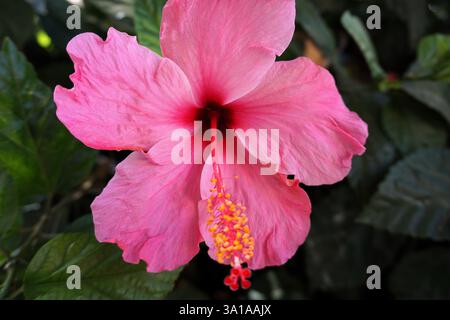Detaillierte, farbenfrohe Nahaufnahme eines rosa Hibiskus Rosa Sinensis, oder China Rose oder Chinesischer Hibiskus, der in einem Park oder Garten in Spanien blüht. Stockfoto