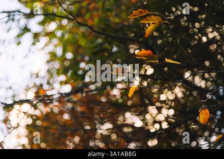 Herbstblätter der Steinbirne Stockfoto