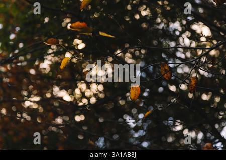 Herbstblätter der Steinbirne Stockfoto