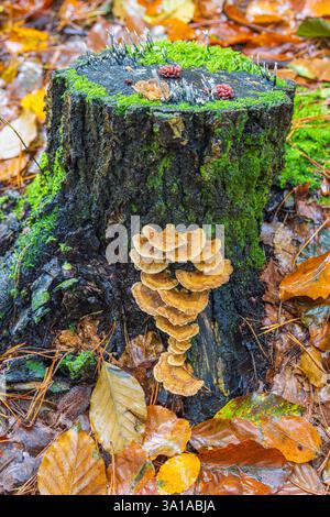 Stillleben im Herbst, Herbstmotiv, Baumstumpf, Pilze, Blätter Stockfoto