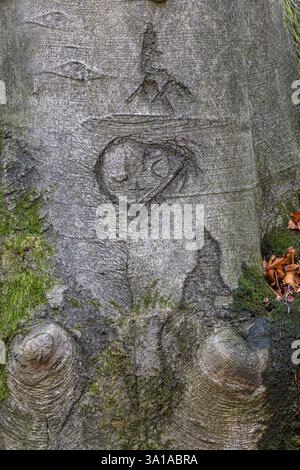 Herz in die Rinde eines Baumstamms geschnitzt Stockfoto