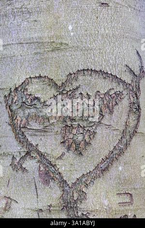 Herz in die Rinde eines Baumstamms geschnitzt Stockfoto