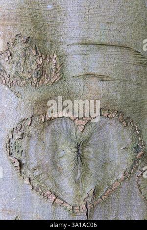 Herz in die Rinde eines Baumstamms geschnitzt Stockfoto